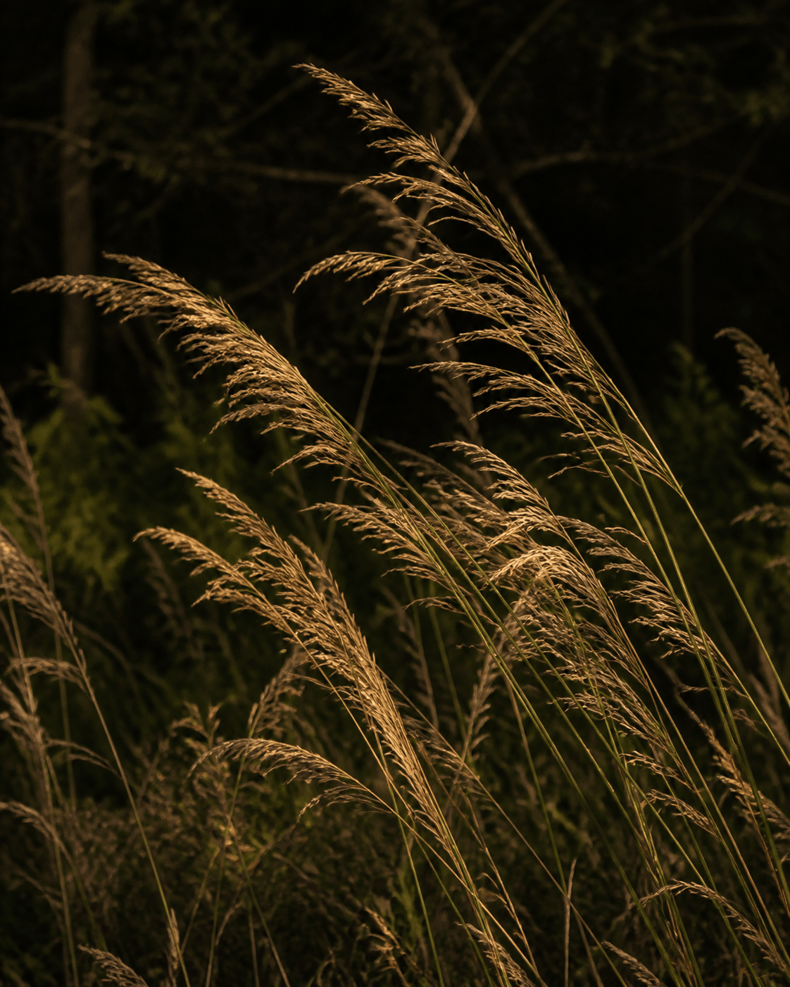 Wild grasses bending in low late-summer light.